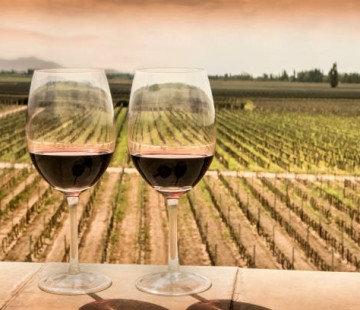 Mendoza Wine 